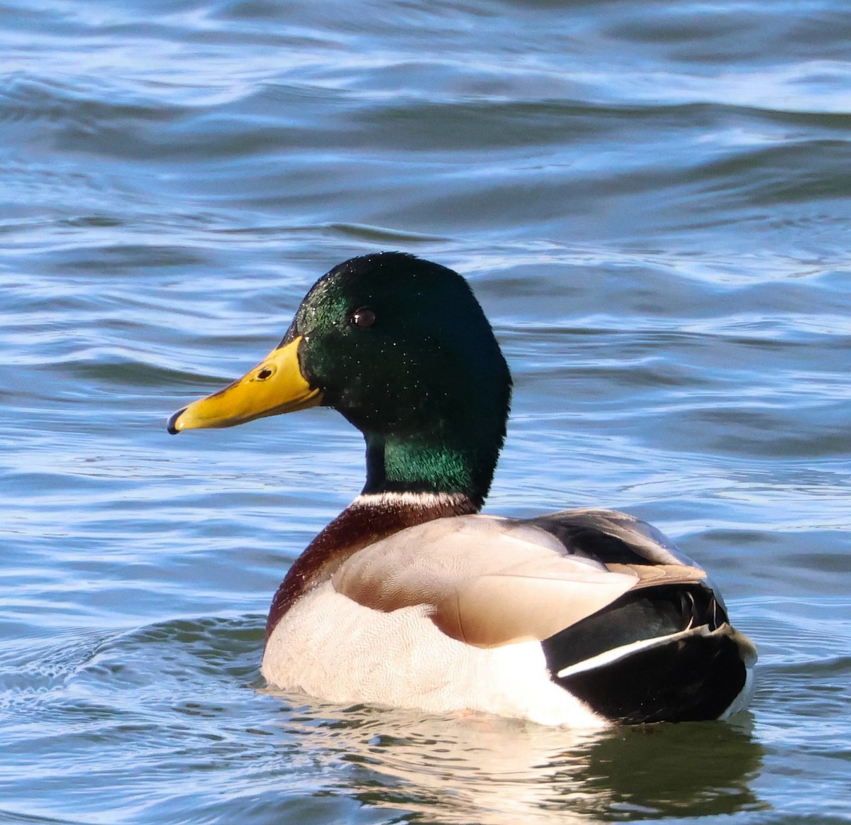 Mallard - ML612532268