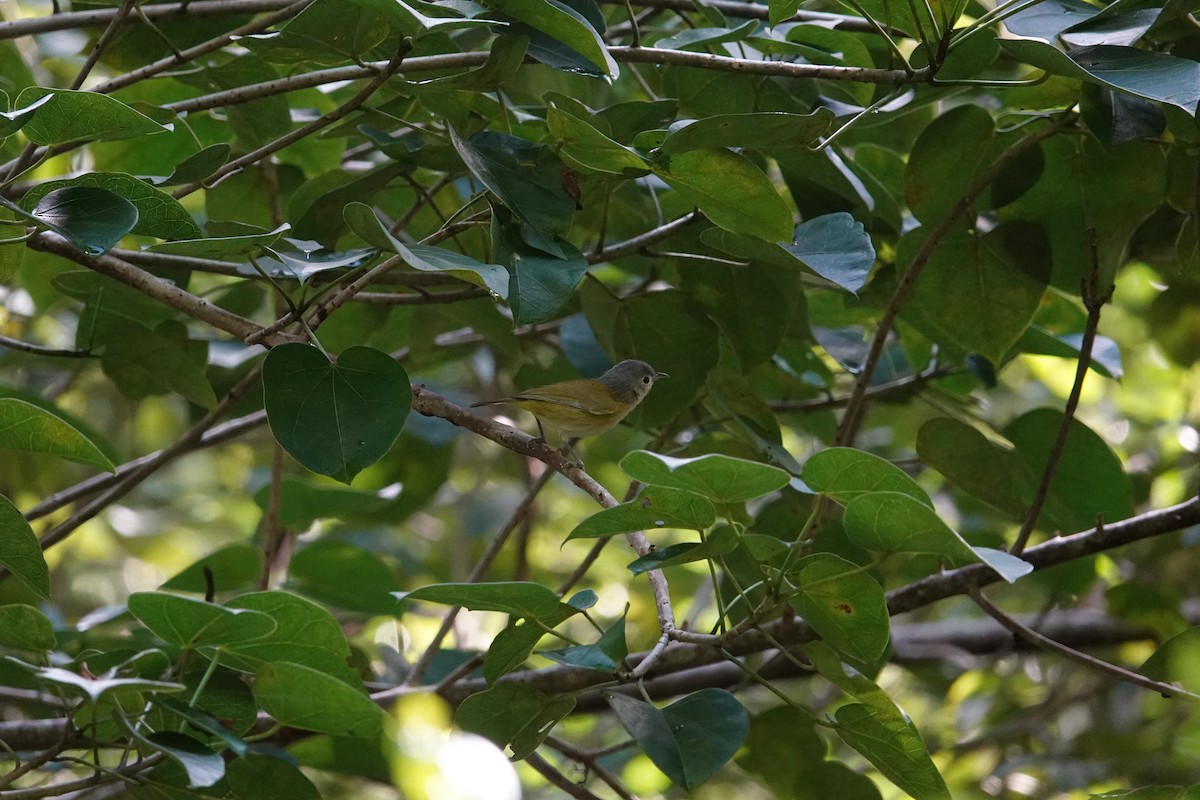 Graukappenvireo (decurtata/darienensis) - ML612532308