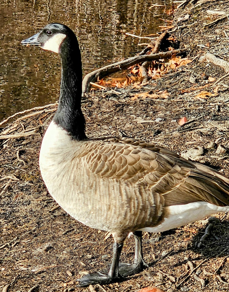 Canada Goose - ML612532315