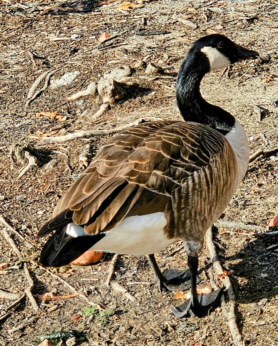 Canada Goose - ML612532316