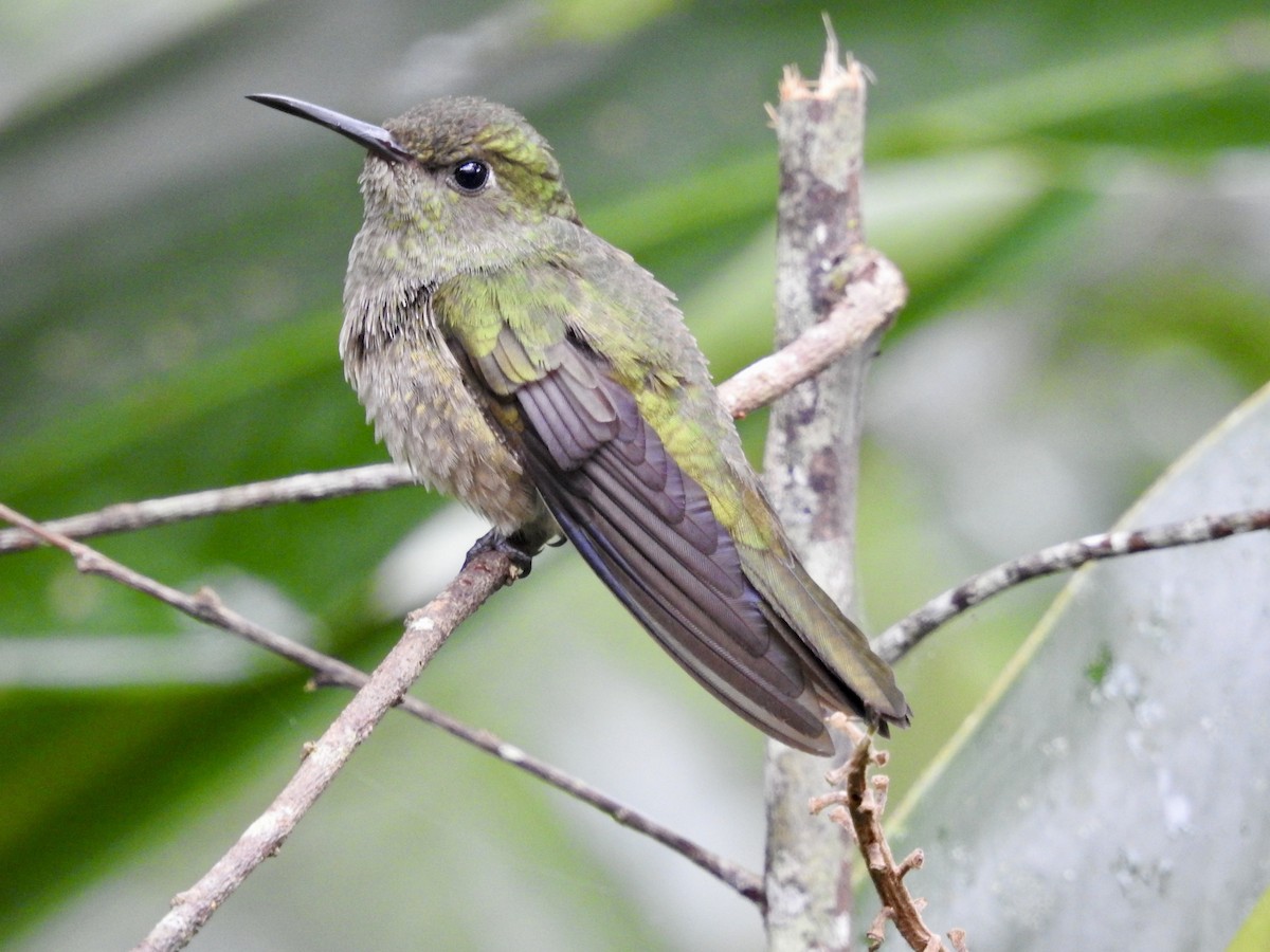 Scaly-breasted Hummingbird - ML612532318