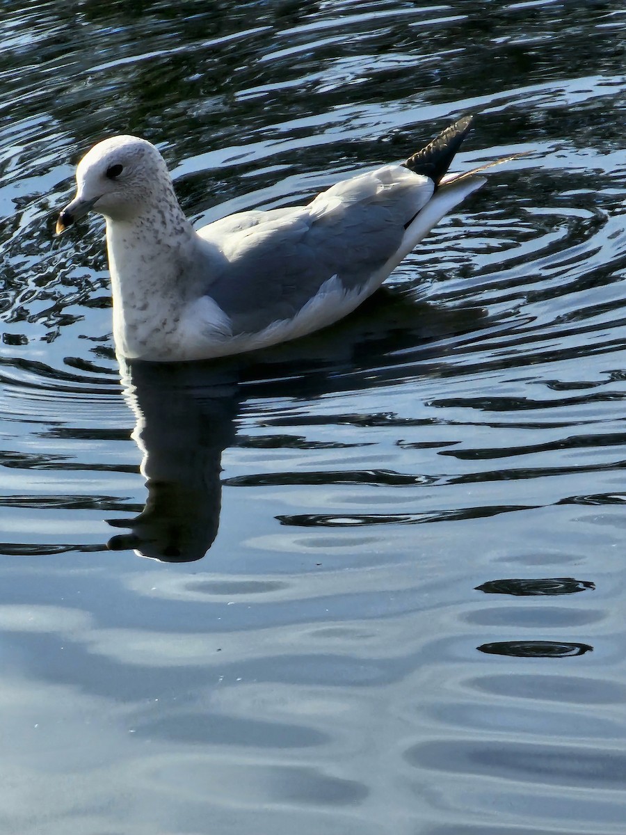 Ring-billed Gull - ML612532337