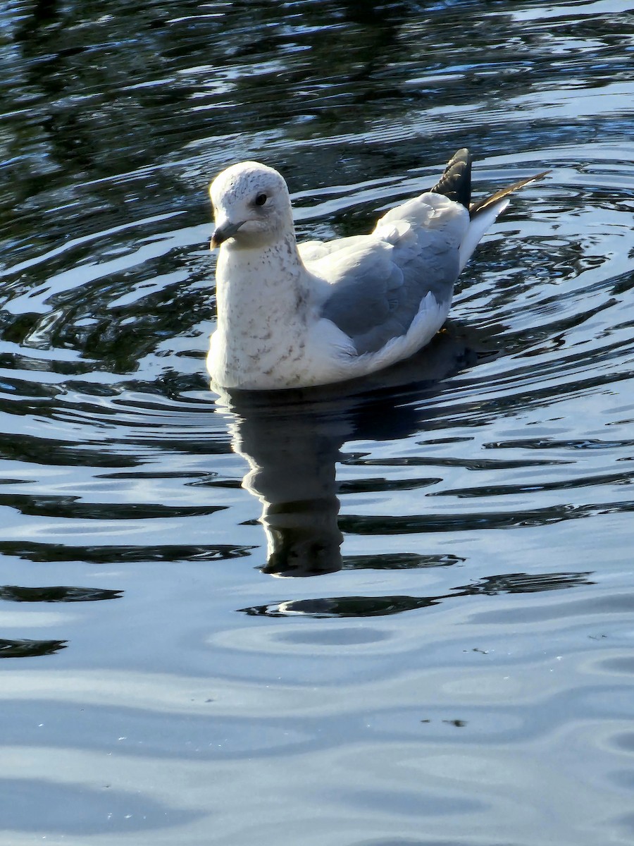 Ring-billed Gull - Joao Faustino