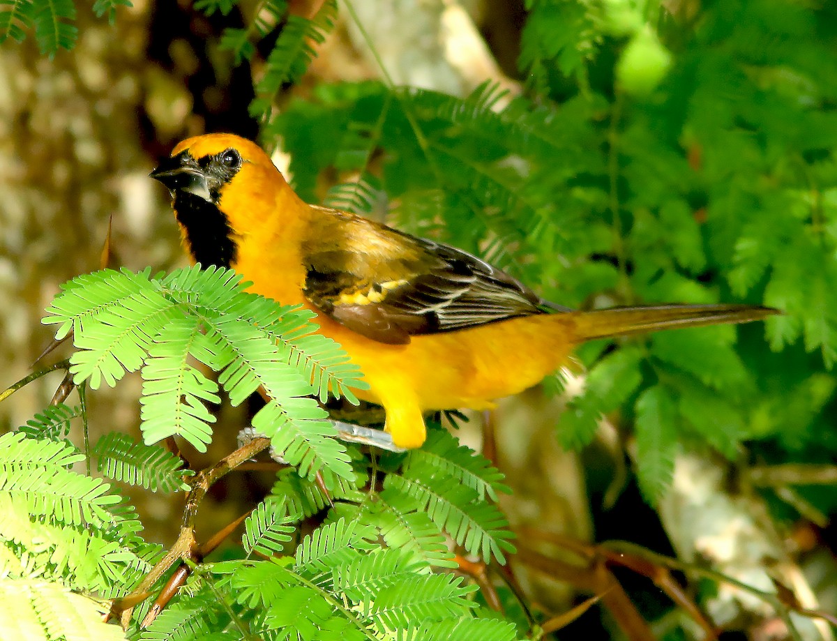 Altamira Oriole - ML612532605