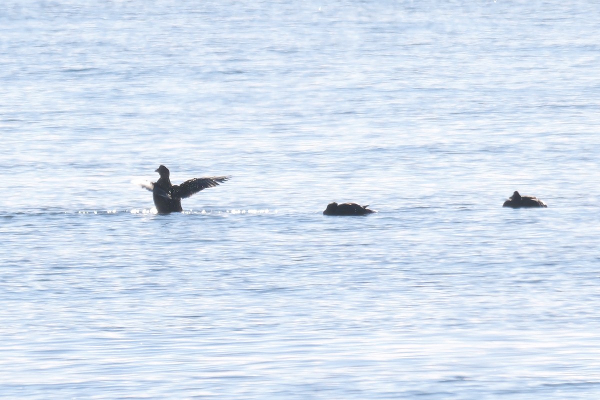 Common Eider - ML612532764