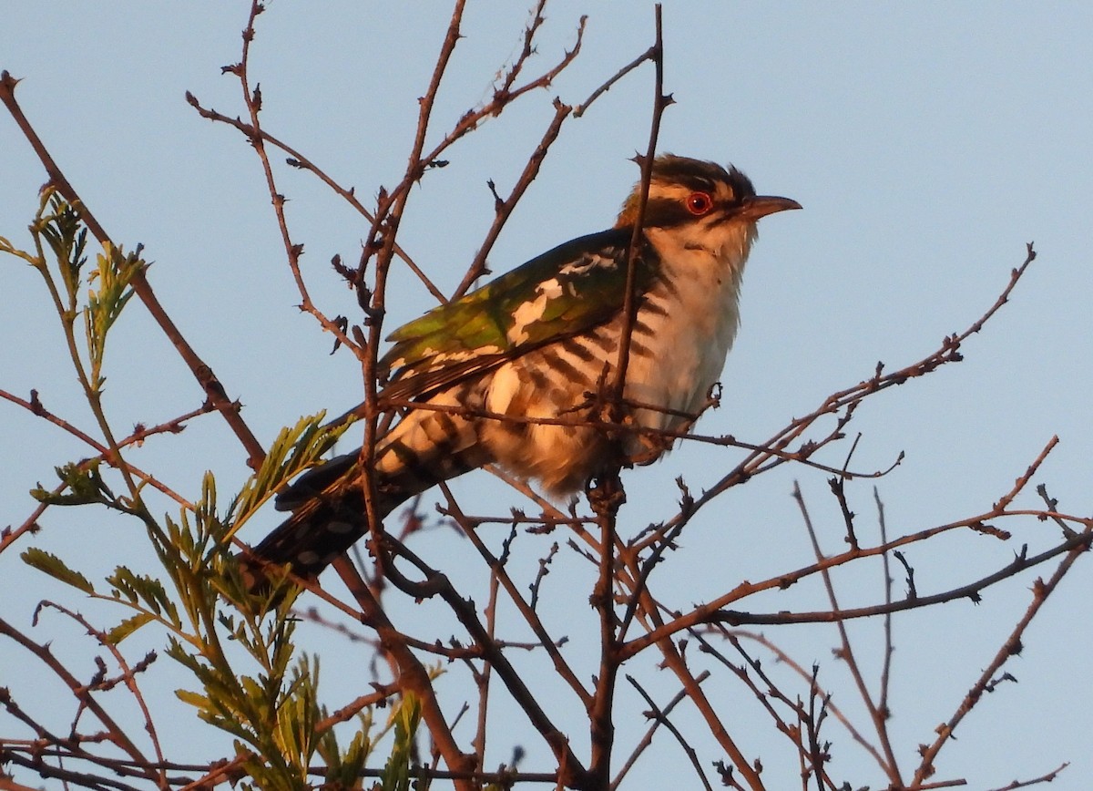 Dideric Cuckoo - ML612532797