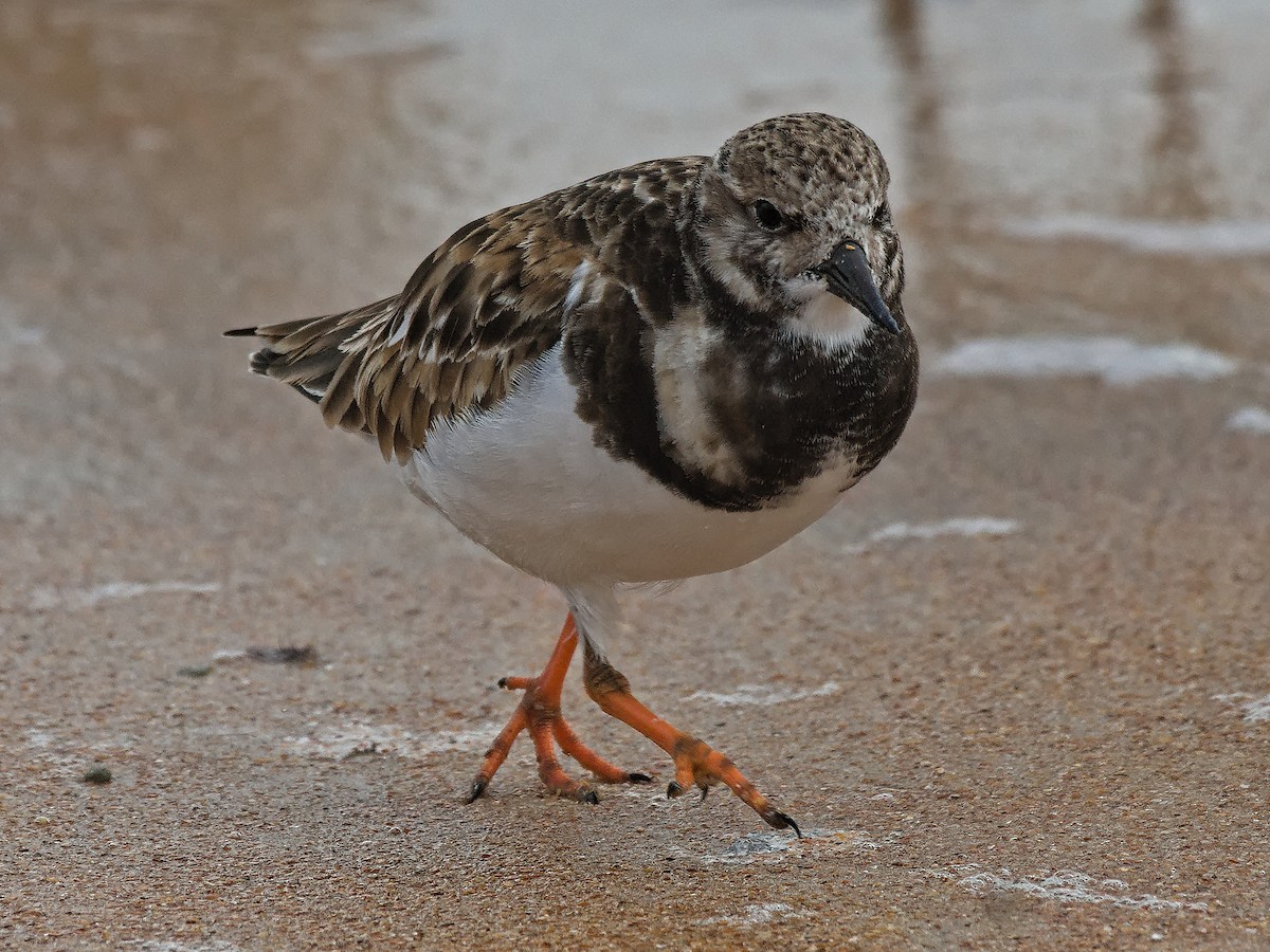 Ruddy Turnstone - ML612532807