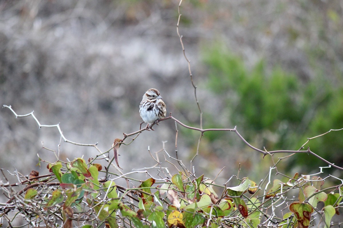 Song Sparrow - ML612532808