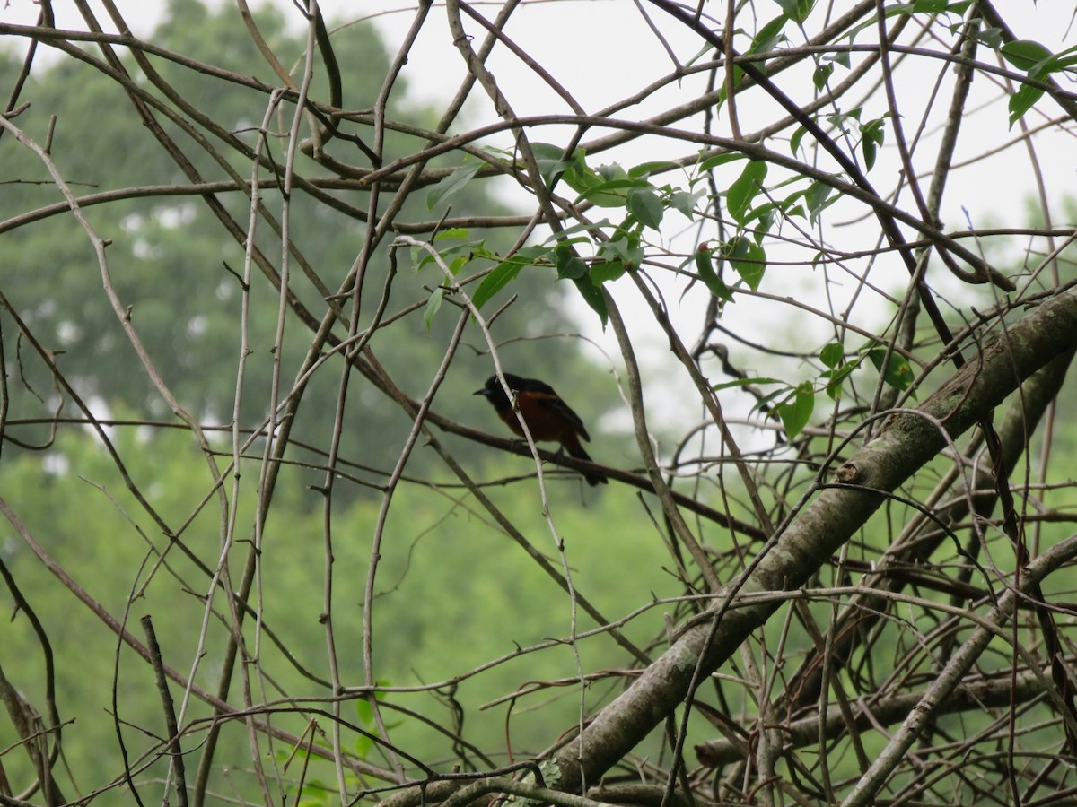 Orchard Oriole - ML61253281