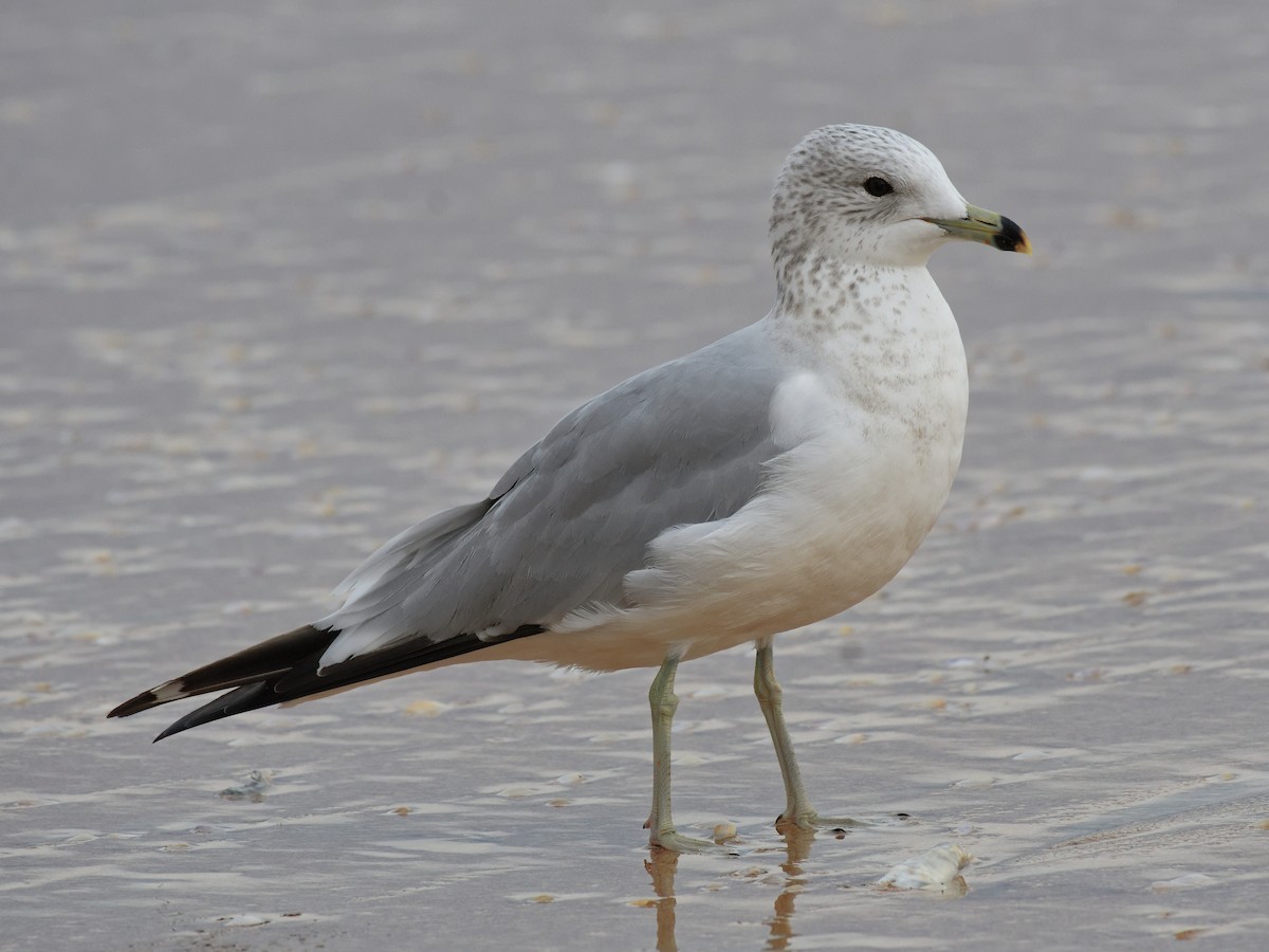 Ring-billed Gull - ML612532816