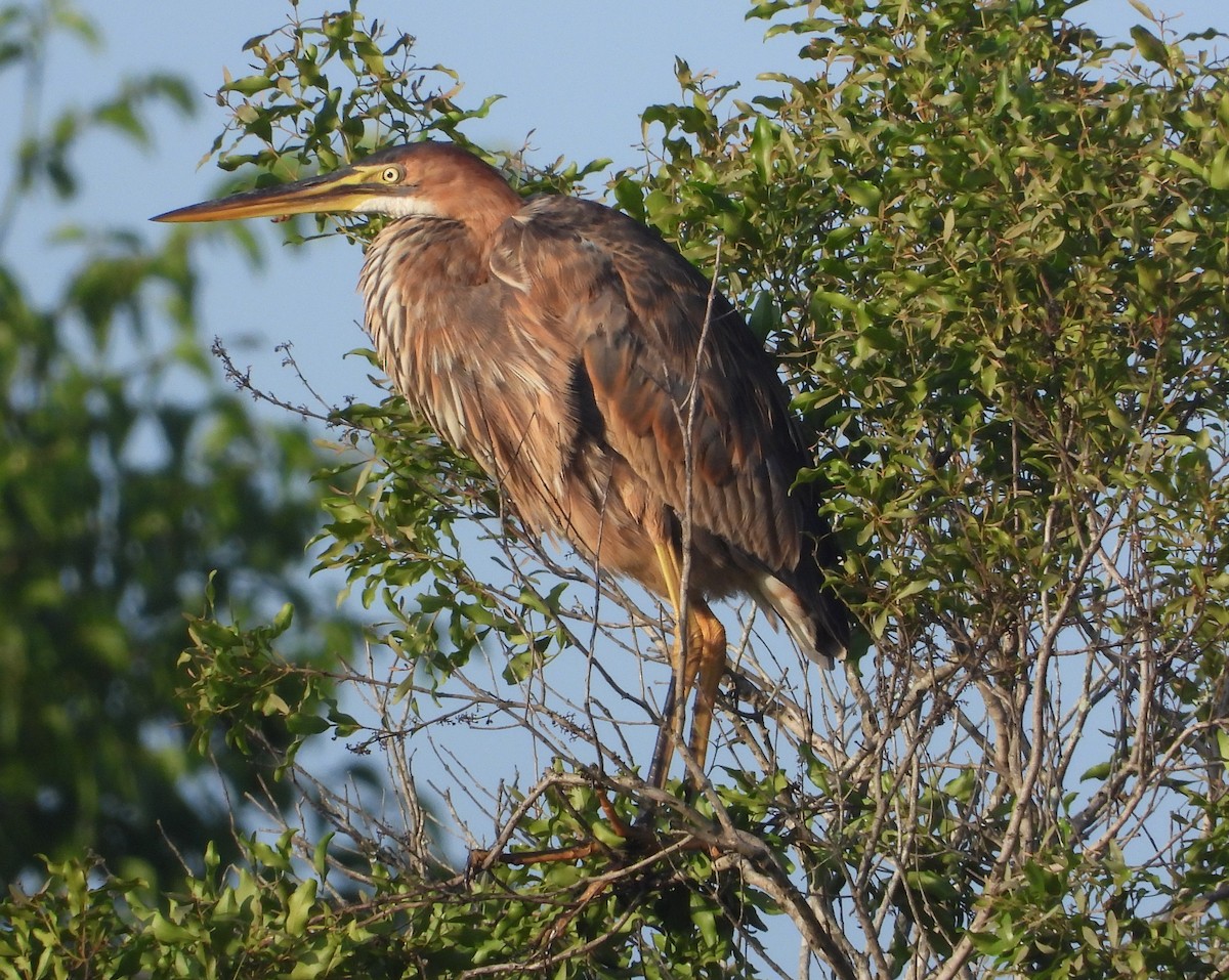 Purple Heron - ML612532836