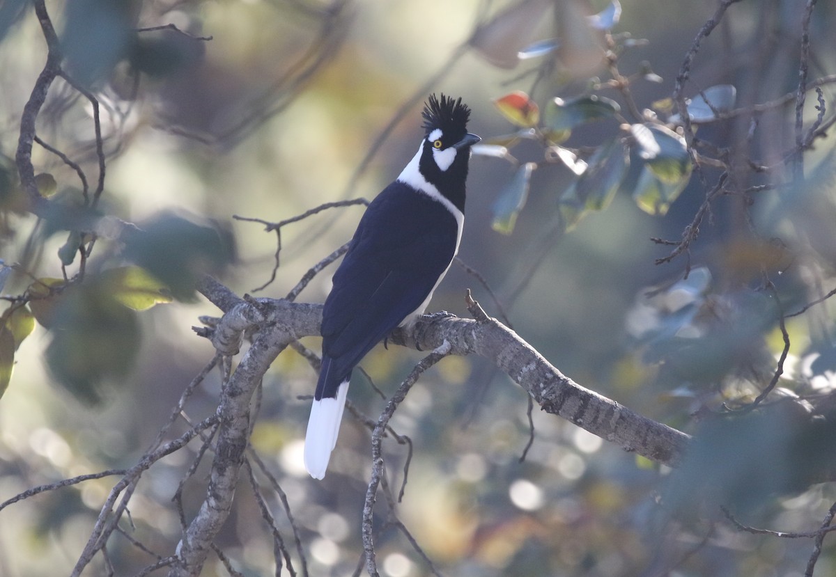 Tufted Jay - ML612532840