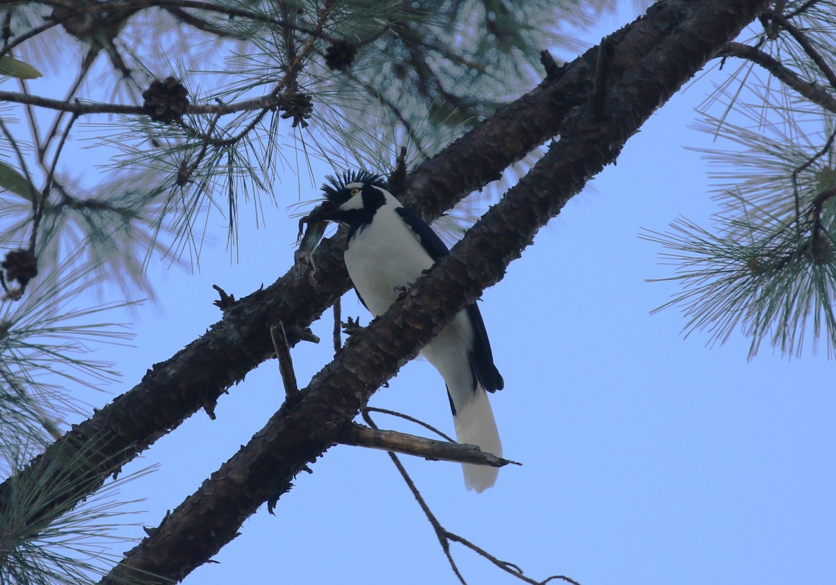 Tufted Jay - ML612532845