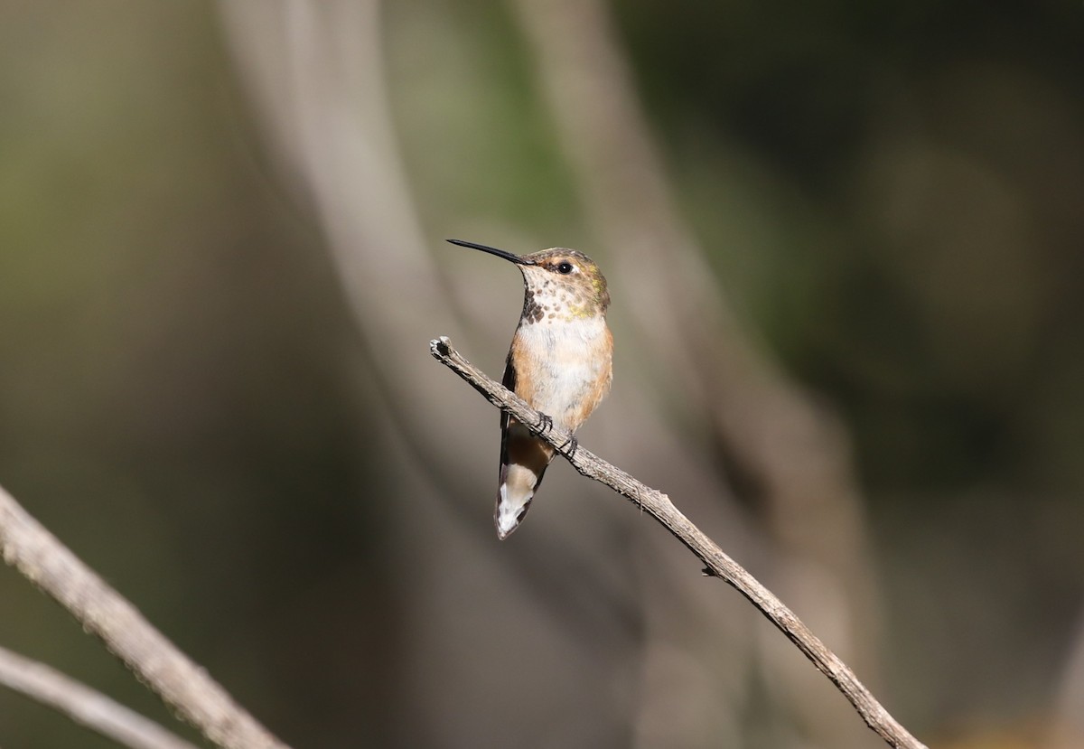 Rufous Hummingbird - ML612532874