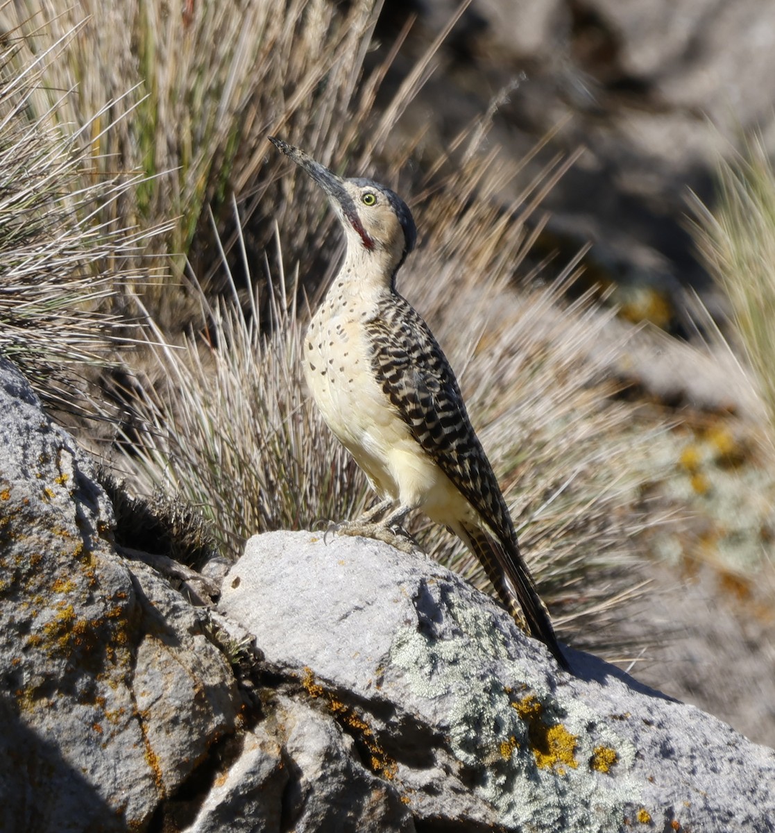 Andean Flicker - Joe Grzybowski