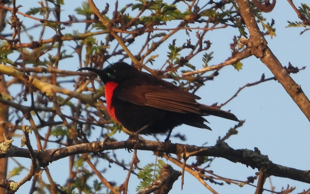 Souimanga à poitrine rouge - ML612532883