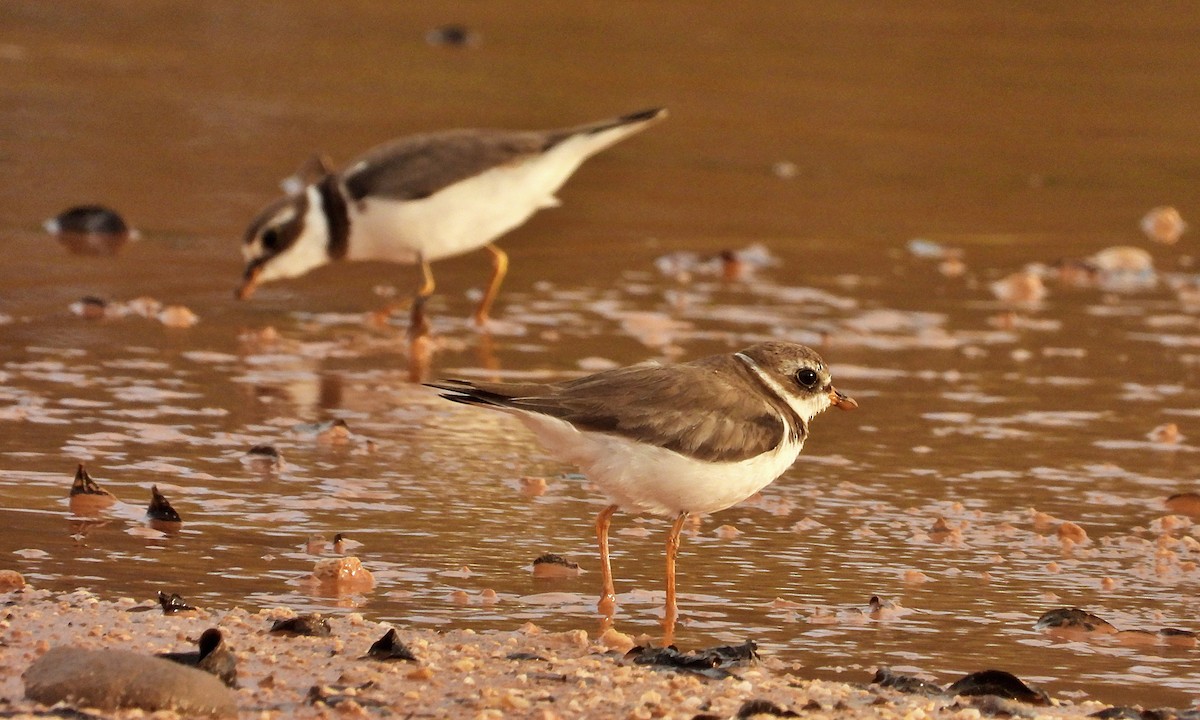 Semipalmated Plover - ML612532890