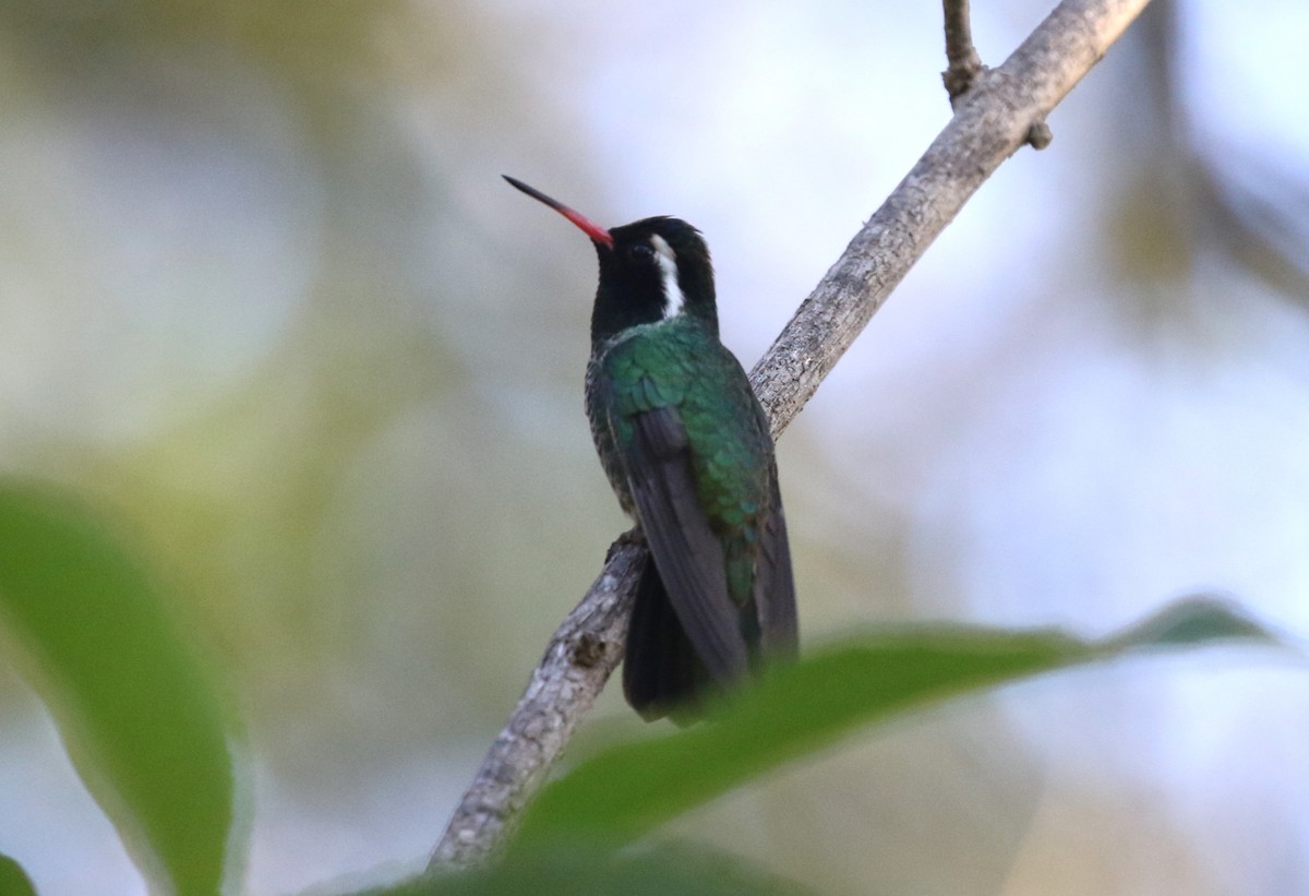 White-eared Hummingbird - ML612532909