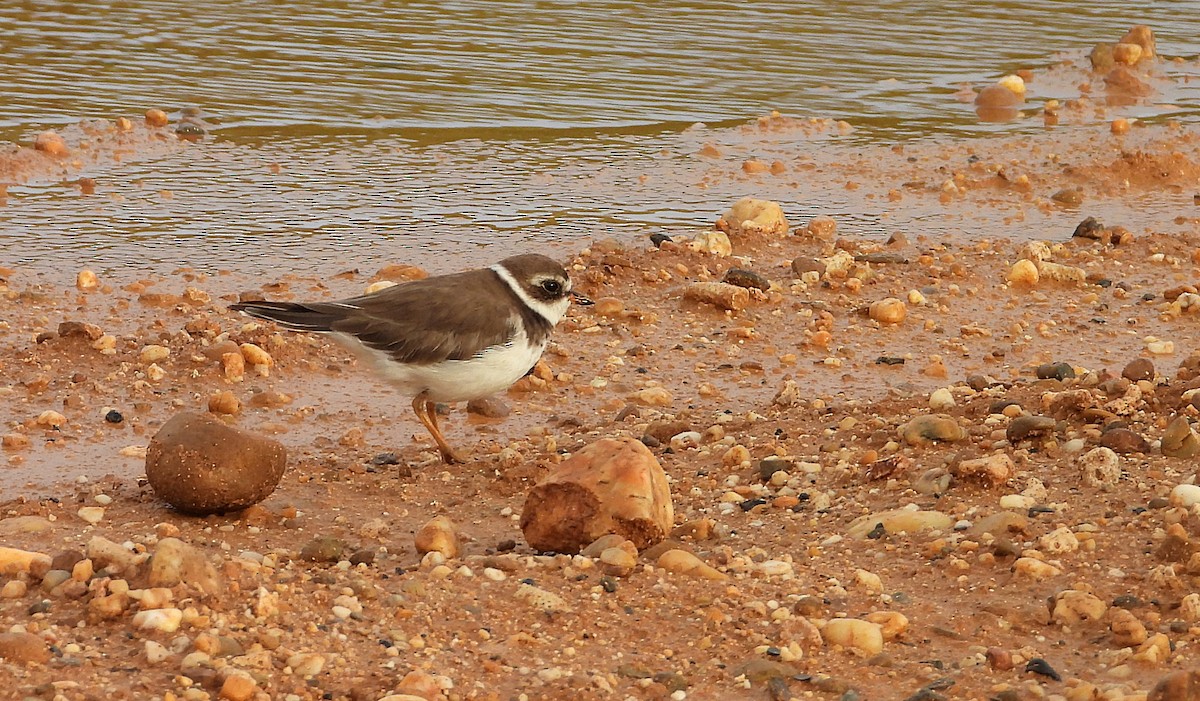 Semipalmated Plover - ML612532936