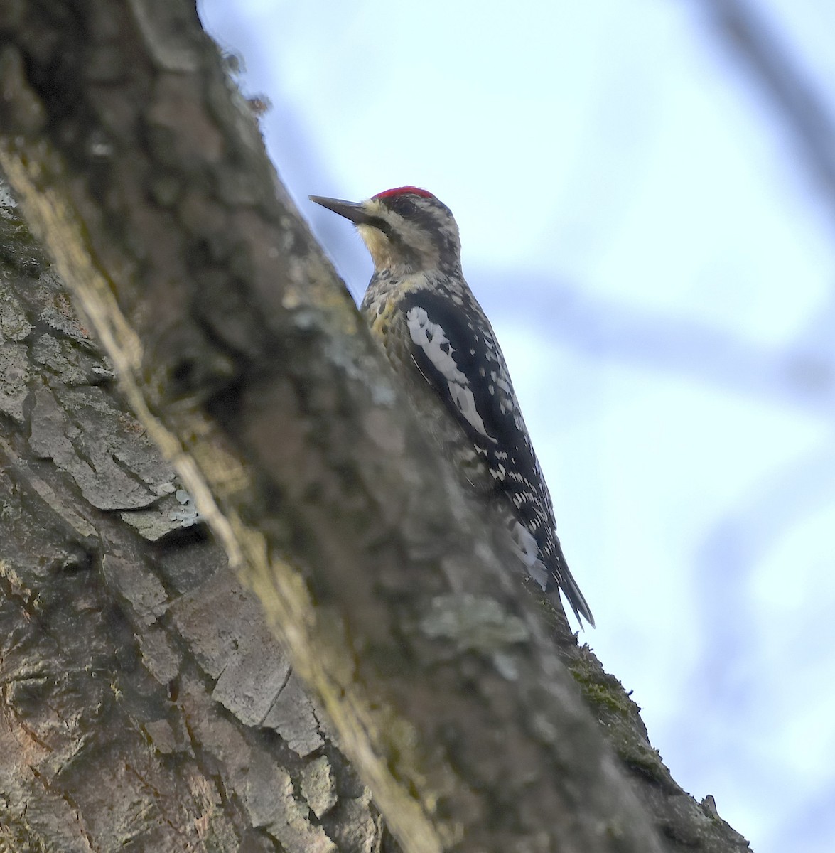 Yellow-bellied Sapsucker - ML612533053