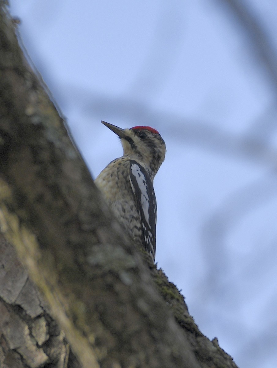 Yellow-bellied Sapsucker - ML612533058