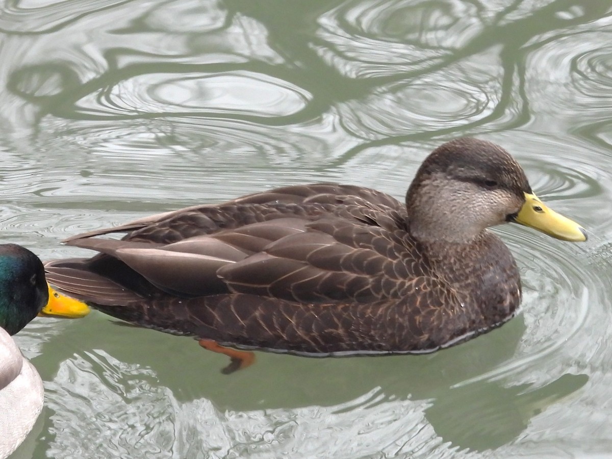 American Black Duck - Brenda Aburto