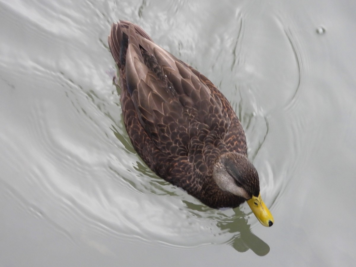 American Black Duck - ML612533062