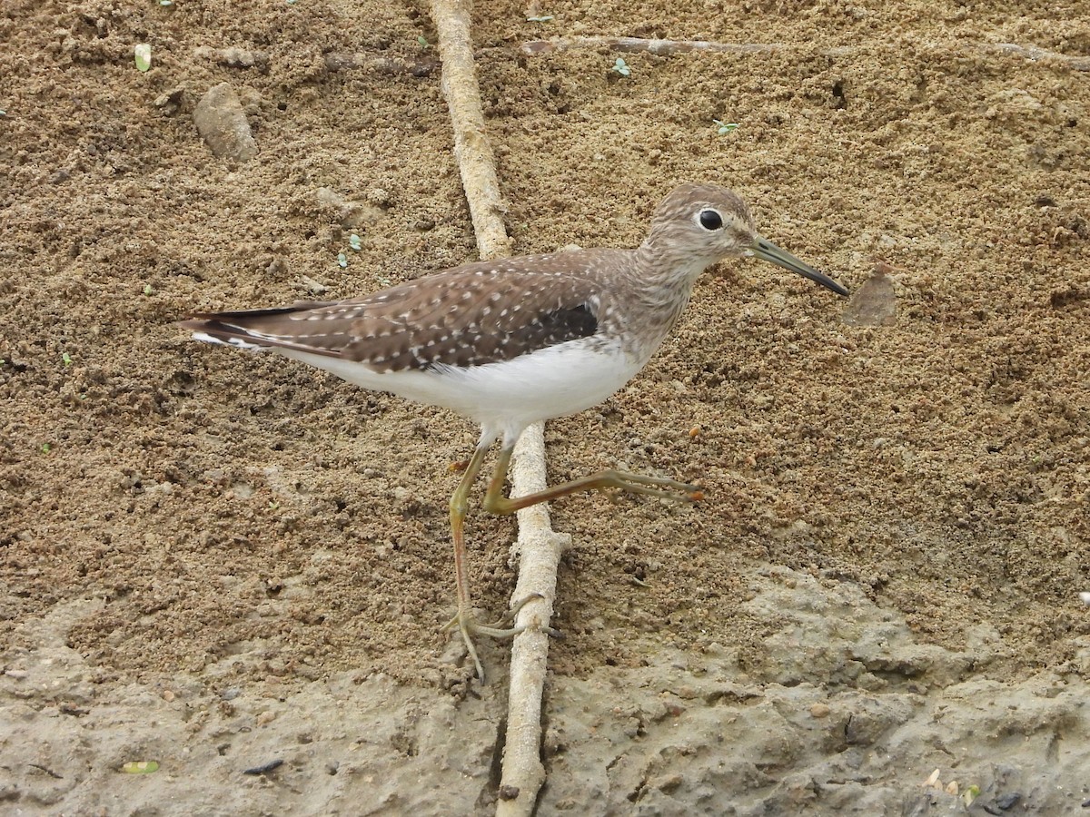 Solitary Sandpiper - ML612533148