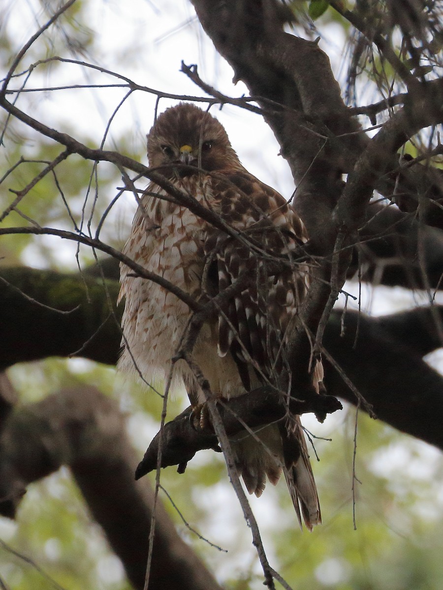 Red-shouldered Hawk - ML612533171