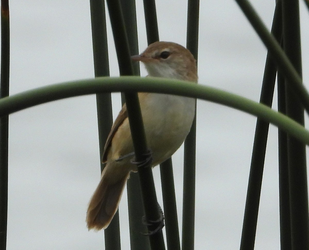 Common Reed Warbler (African) - ML612533225