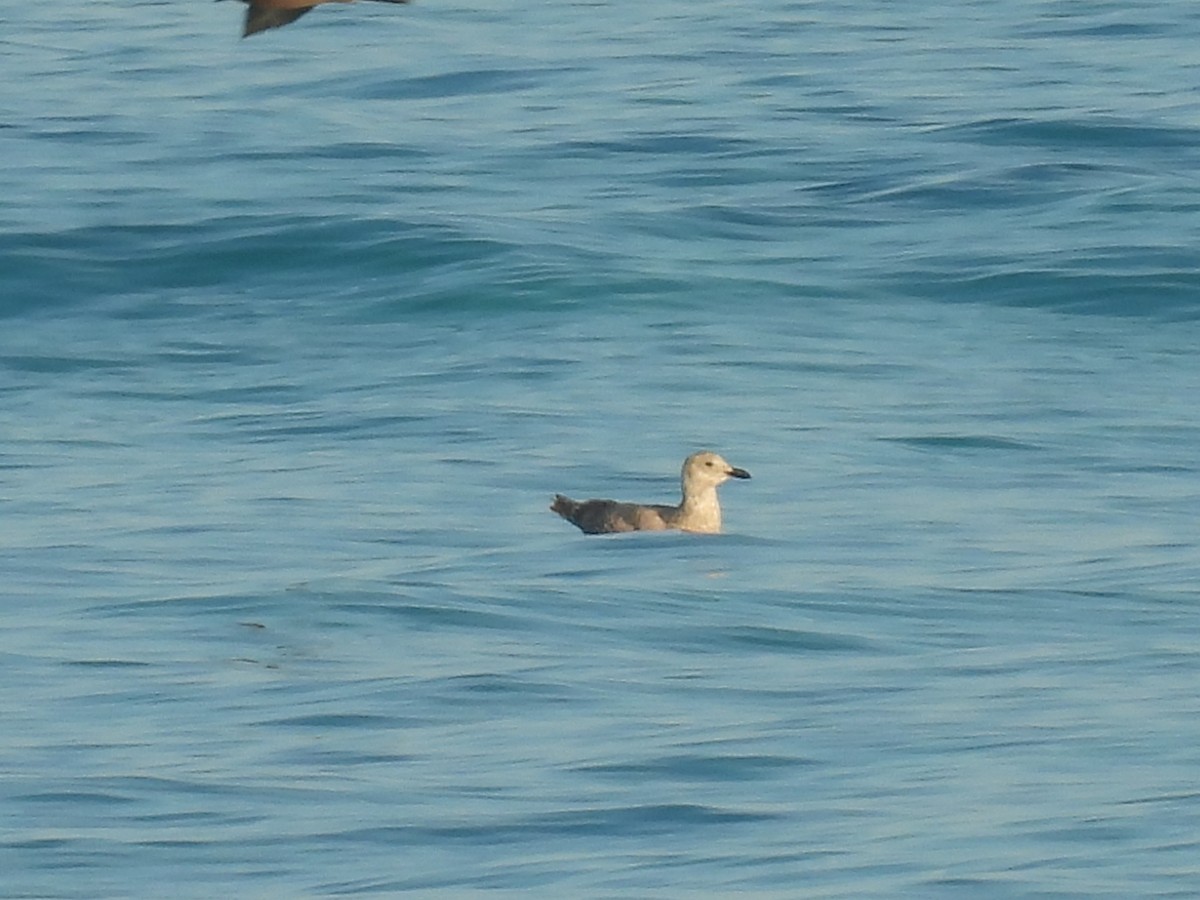 Glaucous-winged Gull - Nicholas Minnich