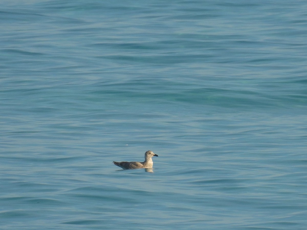 Glaucous-winged Gull - ML612533339