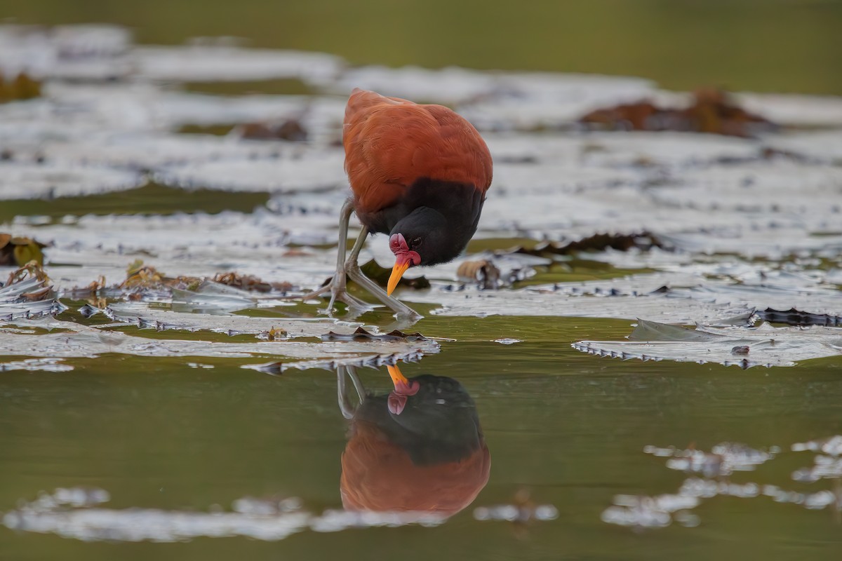 Wattled Jacana - Hendryk Gemeiner