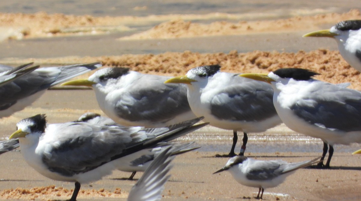 Great Crested Tern - ML612533667