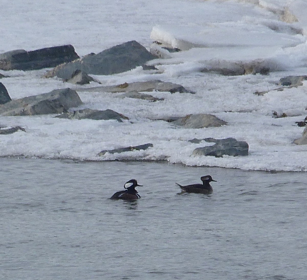 Hooded Merganser - Kenneth Stinchcomb