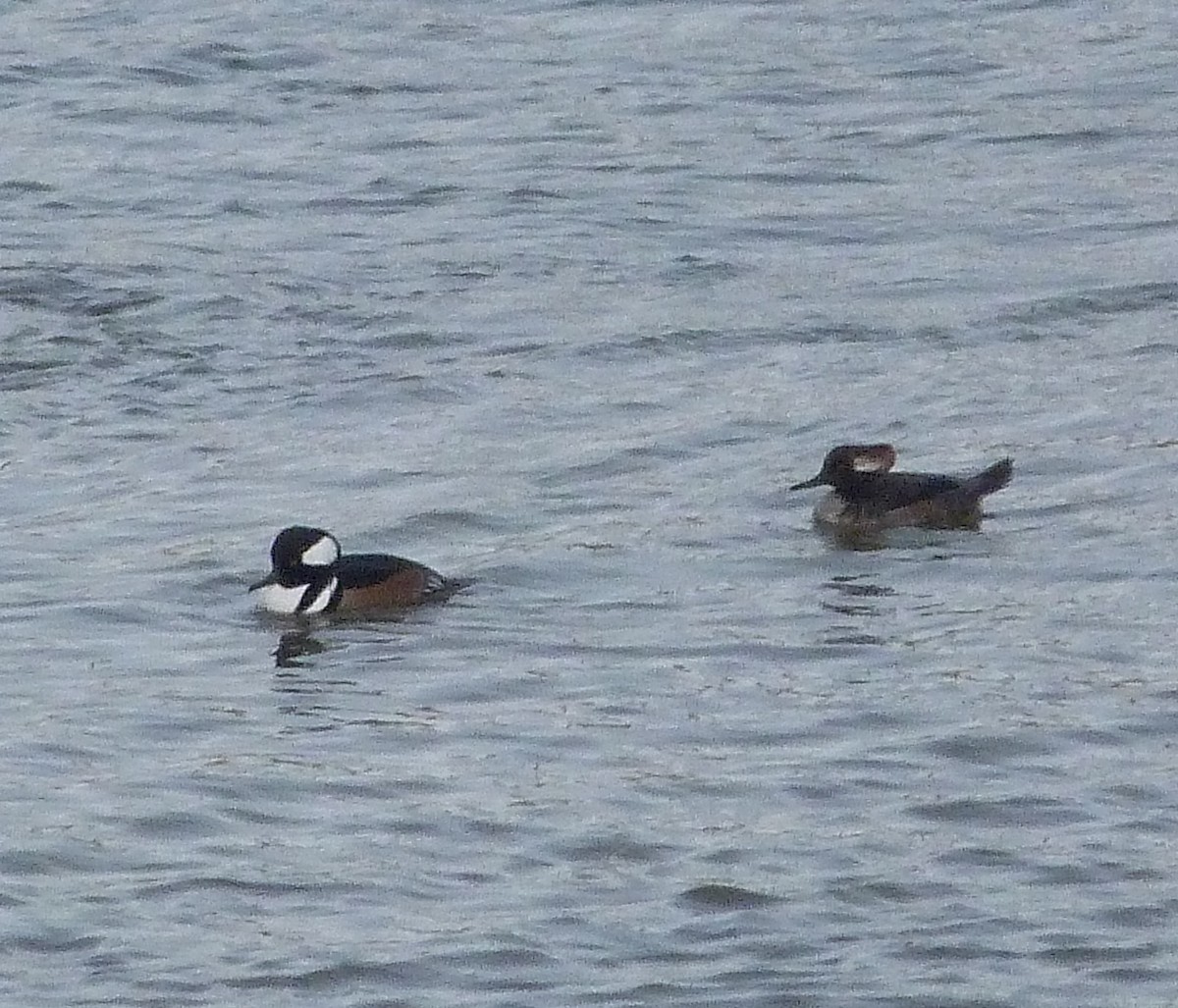 Hooded Merganser - ML612533699