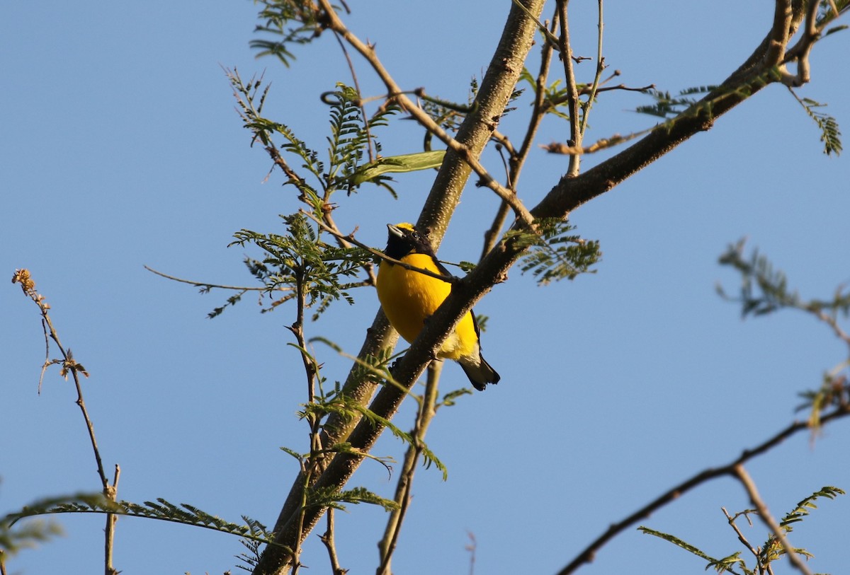 West Mexican Euphonia - ML612533790
