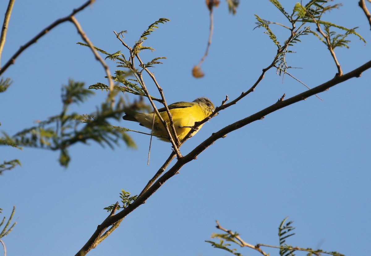 West Mexican Euphonia - ML612533792