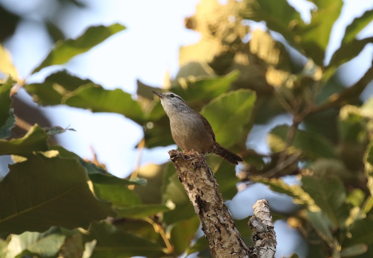 Sinaloa Wren - ML612533796