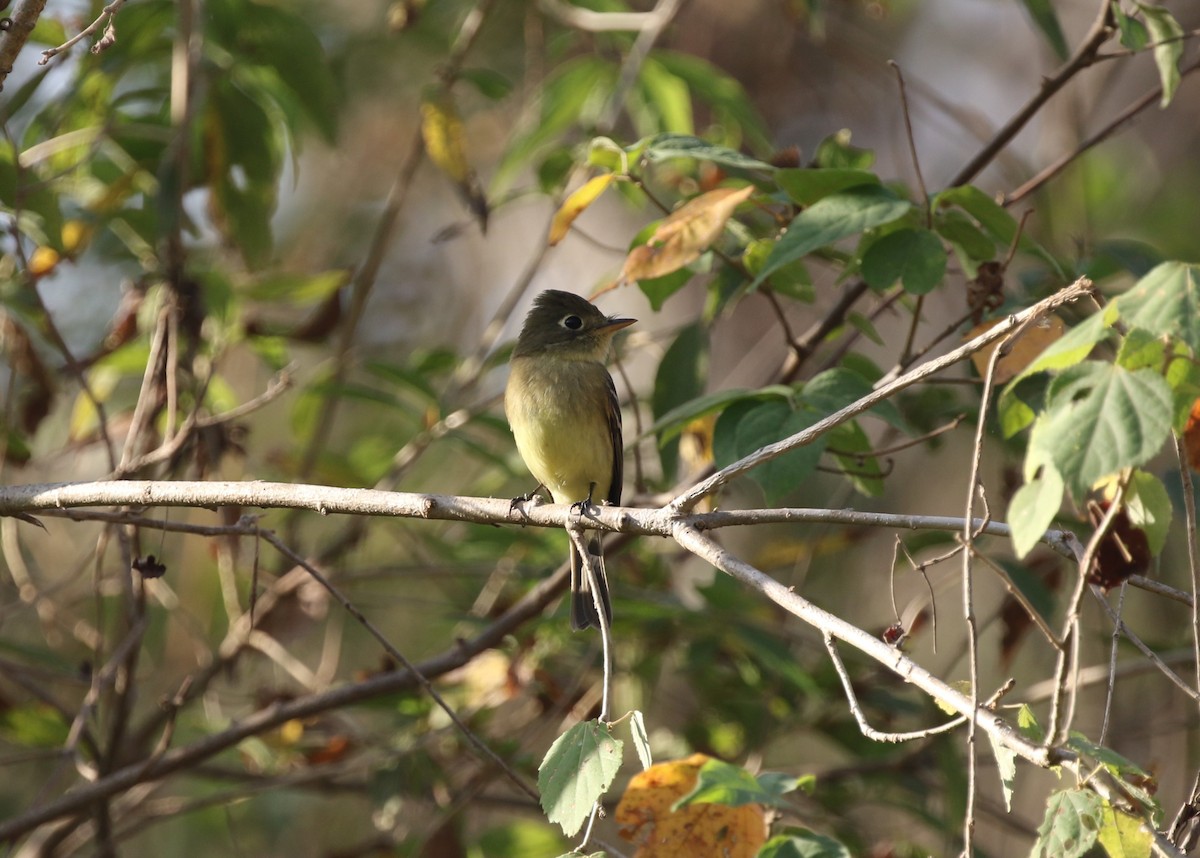 Western Flycatcher (Pacific-slope) - ML612533823