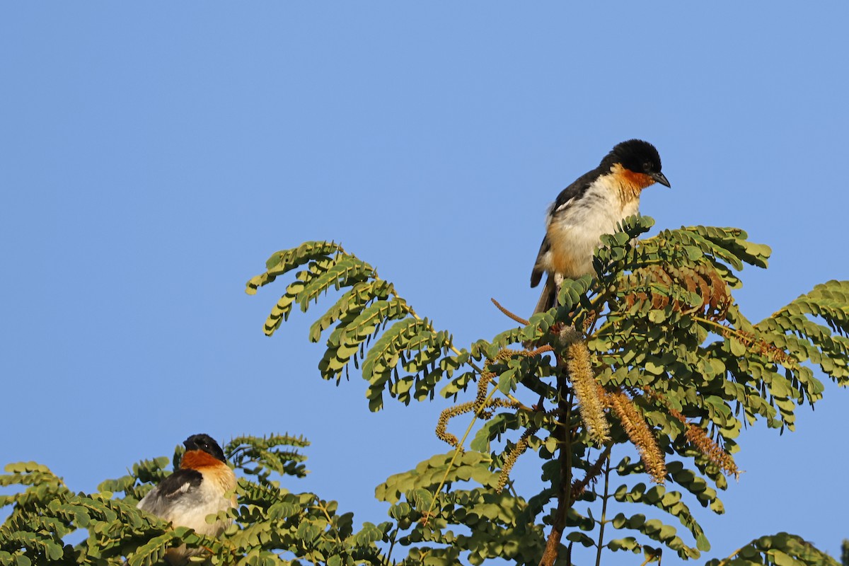 White-rumped Tanager - Larry Therrien