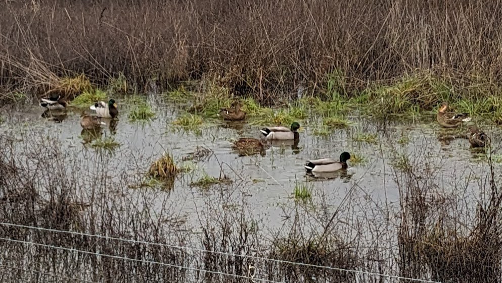 Canard colvert - ML612533877