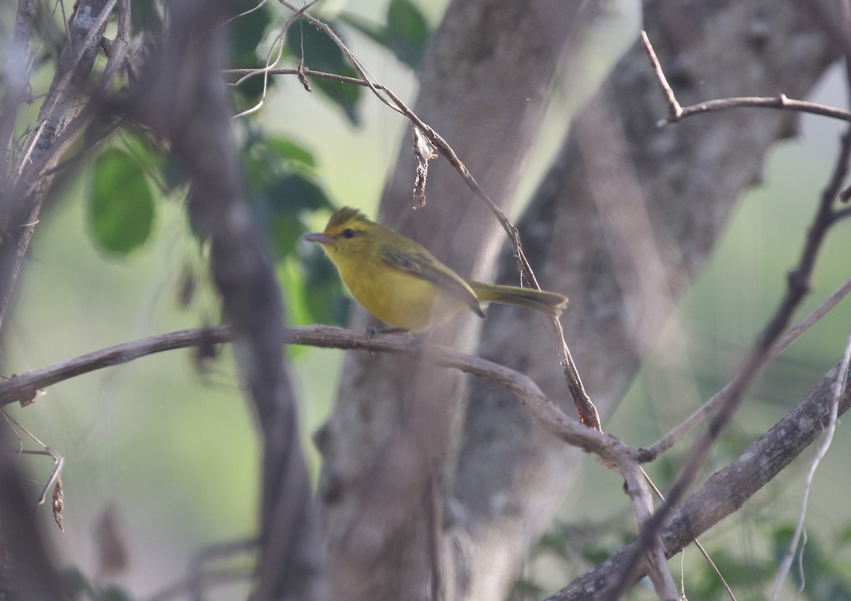 Golden Vireo - ML612533878