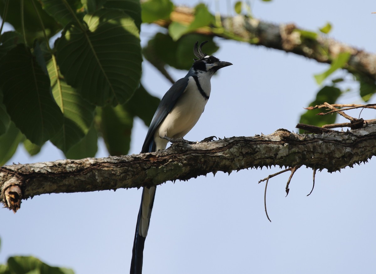 White-throated Magpie-Jay - ML612533883