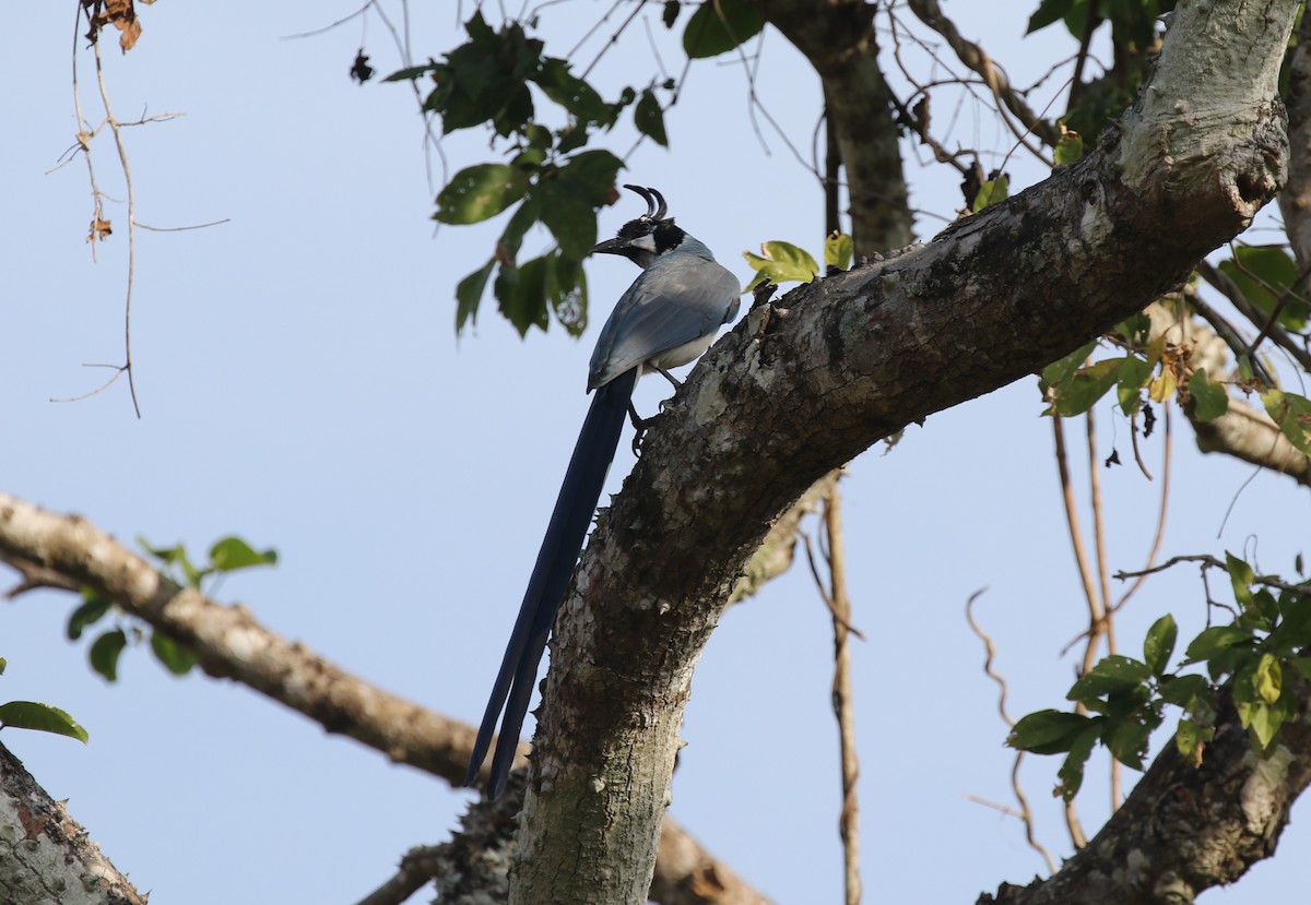 White-throated Magpie-Jay - ML612533884