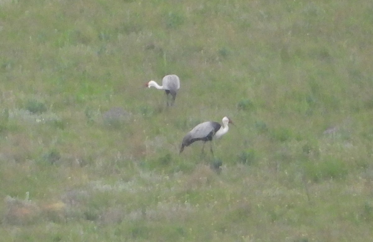 Wattled Crane - ML612533888