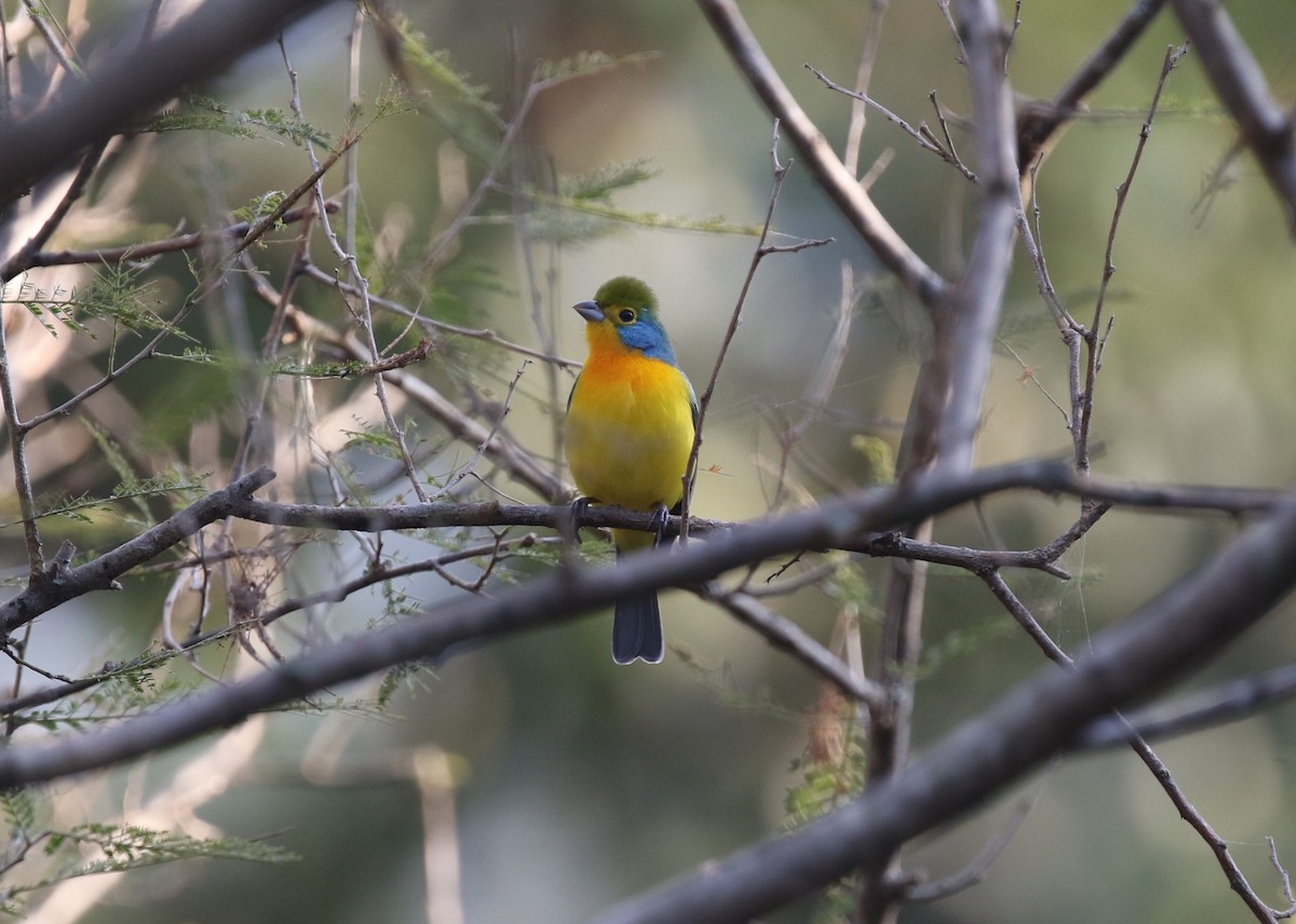 Orange-breasted Bunting - ML612533921