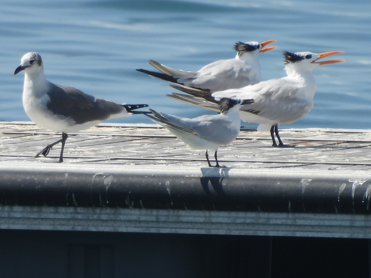 Gaviota Guanaguanare - ML612533962