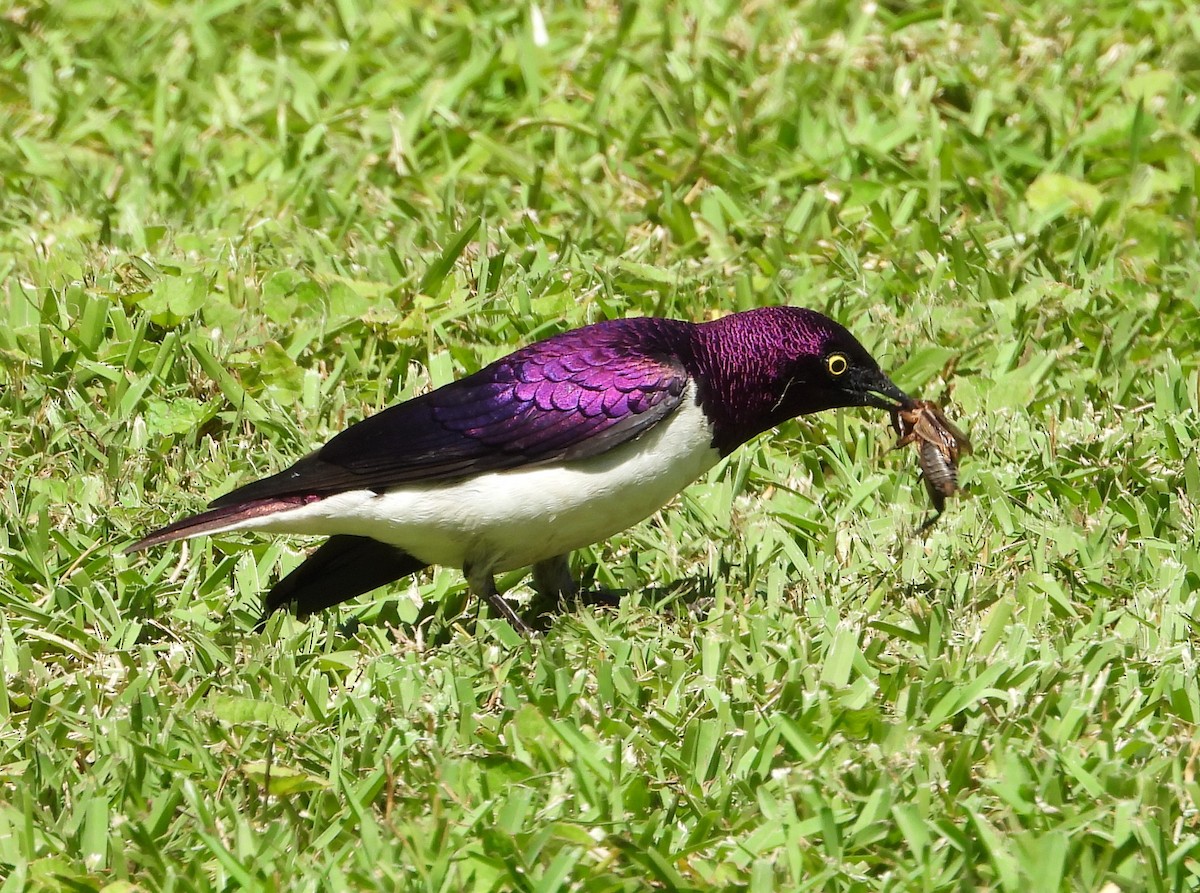 Violet-backed Starling - ML612534047