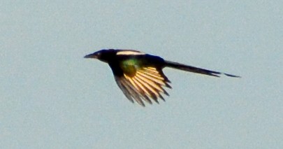 Black-billed Magpie - ML612534078